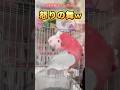 【喋る鳥】帽子にブチギレするインコw #喋る鳥 #面白インコ動画 #モモイロインコ #ブチギレインコ