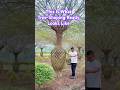 This Is What Tree‑Shaping Really Looks Like #shortvideo