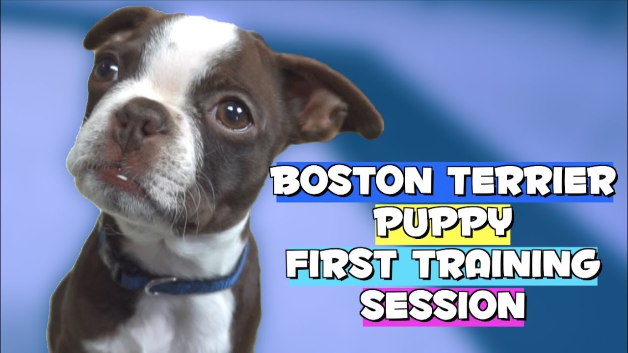 Boston Terrier Puppy FIRST TRAINING 