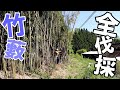 (2)目に見える竹藪を全部伐採|半年かけて処理する