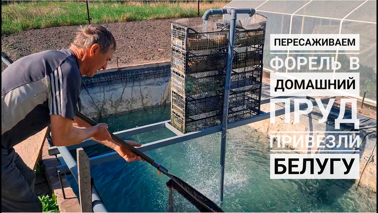 Пересаживаем форель в домашний пруд.Привезли белугу