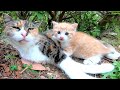 母猫はときどき子猫に話し掛けているようです