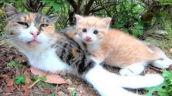 感動猫動画 Youtube