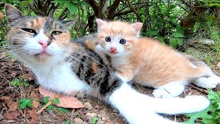 母猫はときどき子猫に話し掛けているようです