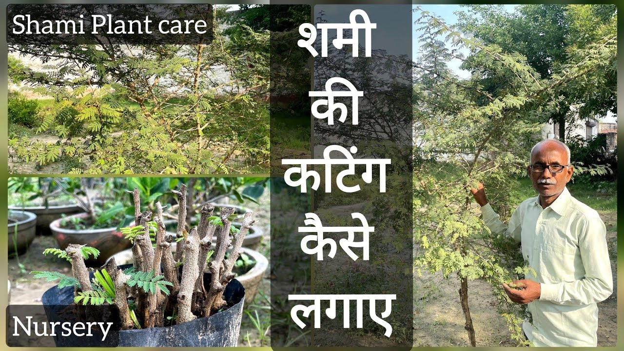 शमी के पौधे की कटिंग कैसे लगाएं | शमी की कटिंग लगाने का बेस्ट महीना ...