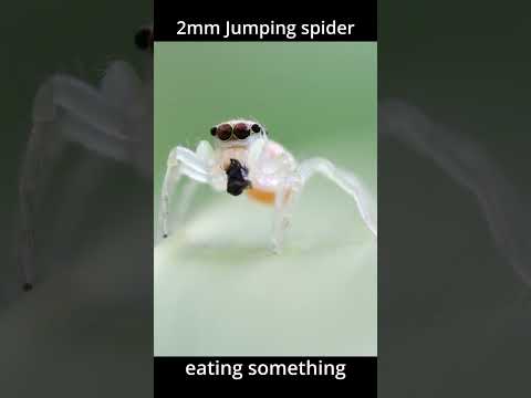 Video: Bider s alticidae-edderkopper?