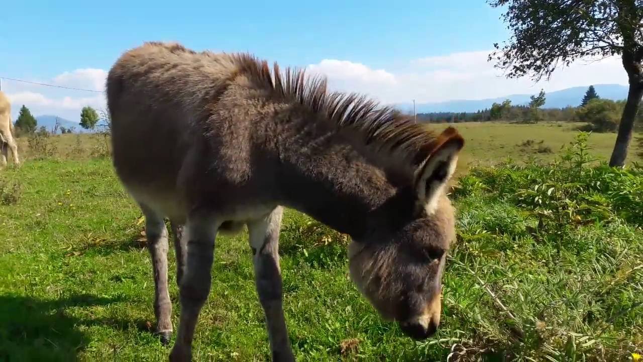 magarca maca žena najviše hardcore porno