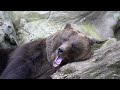 Sleeping  bearquitbear animal animalvedio