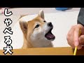 いきなり流暢にしゃべり出す柴犬がすごすぎました!!