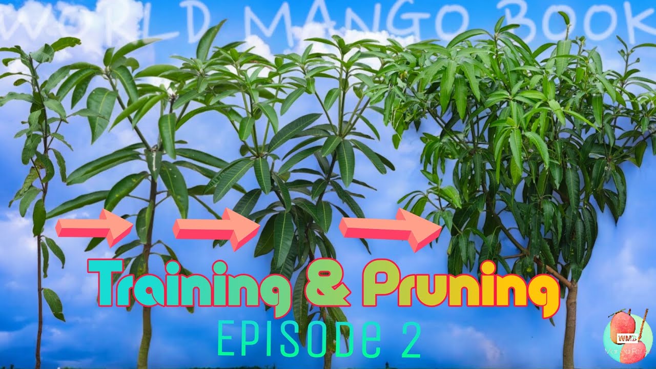 Mango Plant Training & Pruning - A Complete Series| Episode- 2 l Practical