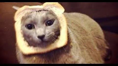 Funny animals - Funniest cats and dogs in the world  #18 -  Chó Mèo hài hước phần 18