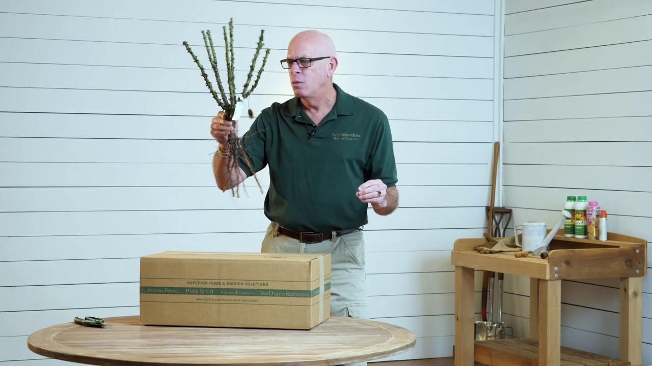 Распаковка ваших новых саженцев роз с открытой корневой системой.