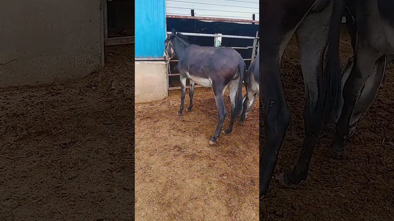 Donkeys Live Among And Horses 93