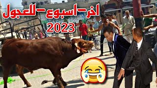 اخر فيديوهات هروب عجول عيد الاضحي المبارك 2023 هتموت من الضحك وهتستغرب من قوتهم !!