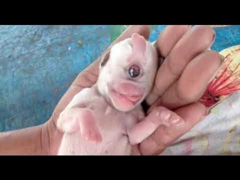 Как выглядят новорожденные собаки An amazing sight - a one-eyed puppy - YouTube