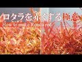 【初心者・中級者】ロタラを真っ赤にしたい！赤くならない原因とは？ How to make Rotala red