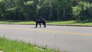 Authorities clear dead black bear from US 29 in Rockingham County
