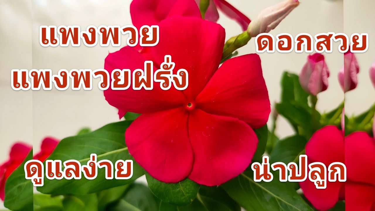 แพงพวย แพงพวยฝรั่ง ให้ดอกสวย ออกดอกตลอดปี ปลูกเลี้ยงง่าย ดูแลง่าย (วิธีปลูกและการดูแล)