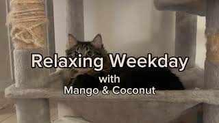 Download Lagu Een ontspannen doordeweekse dag met mango en kokosnoot. MP3