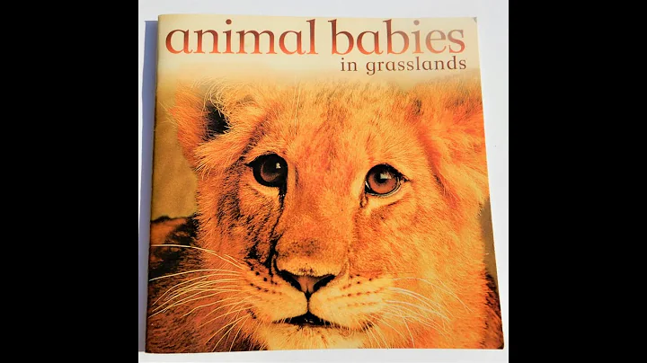 Animal Babies In Grasslands By Jennifer Schofield ...