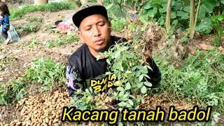 Download Lagu Kutip Hasil Kacang Tanah #gengdunia MP3 Download Lagu Kutip Hasil Kacang Tanah #gengdunia MP3
