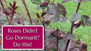 Roses Didnt Go Dormant? Do This