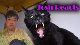 Josh React to Talking Kitty Cat 40-50