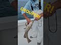 Red grouper are open! #gaggrouper #redgrouper #fishing