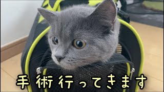 【ご報告】愛猫の避妊手術が無事終わり帰ってきました！