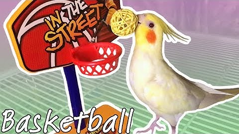 How to Teach a Bird to Play BASKETBALL!