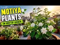 Amazing Motia Flowers Blooming On Rooftop Garden | Muzaffar Ali