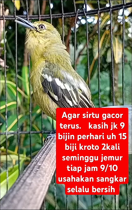 agar sirtu selalu gacor dan bocorrrrr