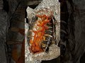 tasty fish