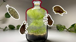 a JarAquarium with a carnivorous Utricularia plant and water mites