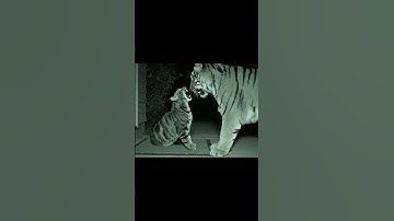 Shocking! 😱😱😱😱😱😱The cat ... やばすぎ！😱😱😱😱😱😱猫が。。。 #shorts #tabbycat #trap