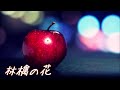 槇原敬之 林檎の花 歌詞付