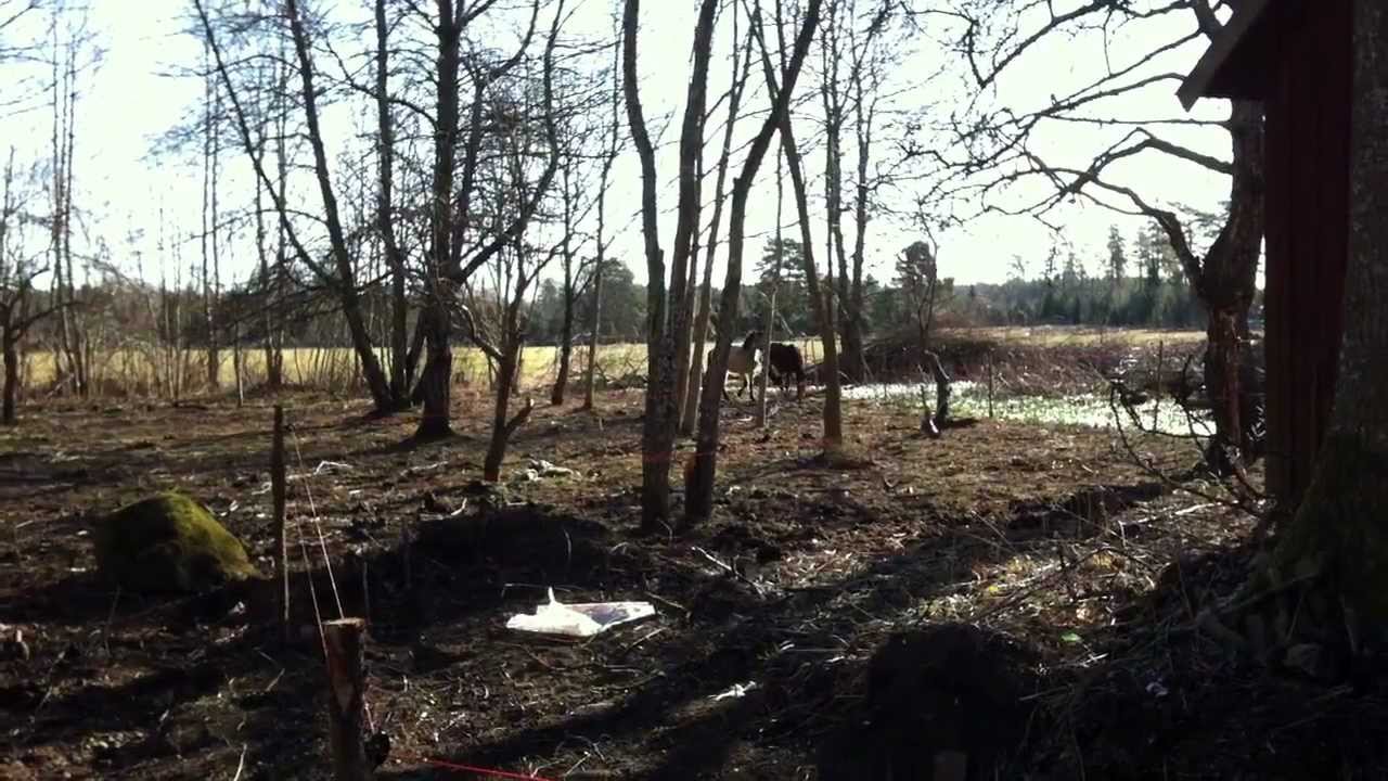 Småhästarna flyttar till St Sigfrid