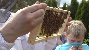 Bee Vlog #15 - April 28, 2012 - Part 2, The whole family joins the inspection