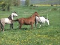 Decksprung ~ natur mating, at * The Wild Horse Place