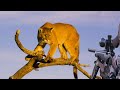Legendary jaguar hunting challenge the danger in hunting this wild beast