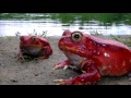 Лягушка помидор/Frog tomato