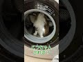 洗濯機の中のこっちゃん #Shorts