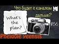 Чего ждать от канала дальше? // муравьи на фоне Pheidole yeensis // #56