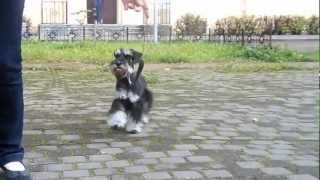 Rus Pitmark Worthy Of Note