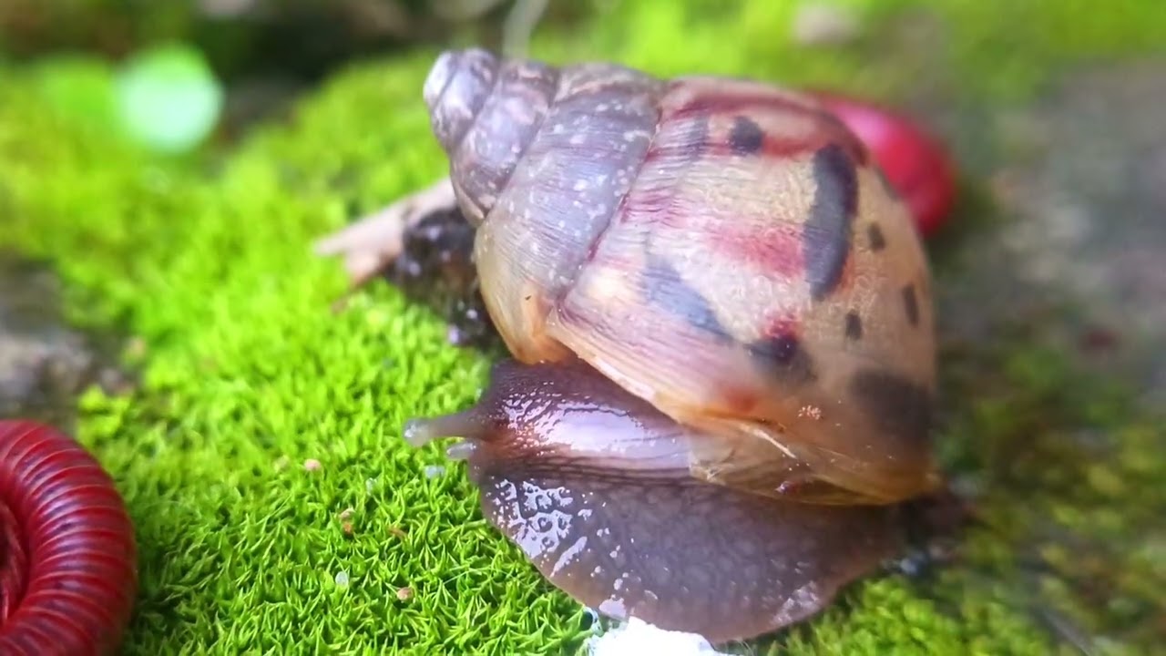 MACRO JUNGLE BATTLE: Giant Snail vs Armored Millipede (Amazing Tropical Mini-Beasts)
