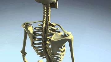 Human Skeleton