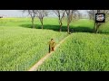 Frark funny video,Drone funny video Drone Prank | New Drone Prank with Villagers