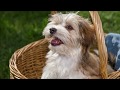 Havanese Dog Breed Information - Havanese Facts