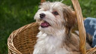 Havanese Dog Breed Information - Havanese Facts by DOGELL 40,948 views 5 years ago 4 minutes, 5 seconds