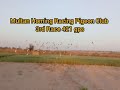 Multan homing racing pigeon club